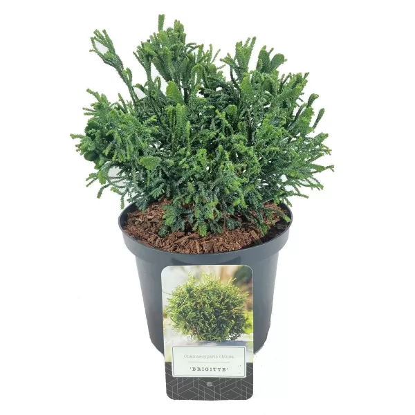 Chamaecyparis obtusa 'Brigitte' 20-25 C2,5L