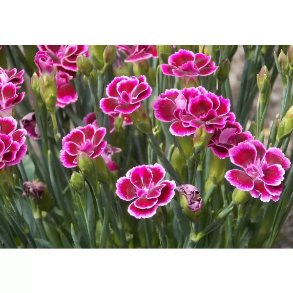 Dianthus caryophyllus