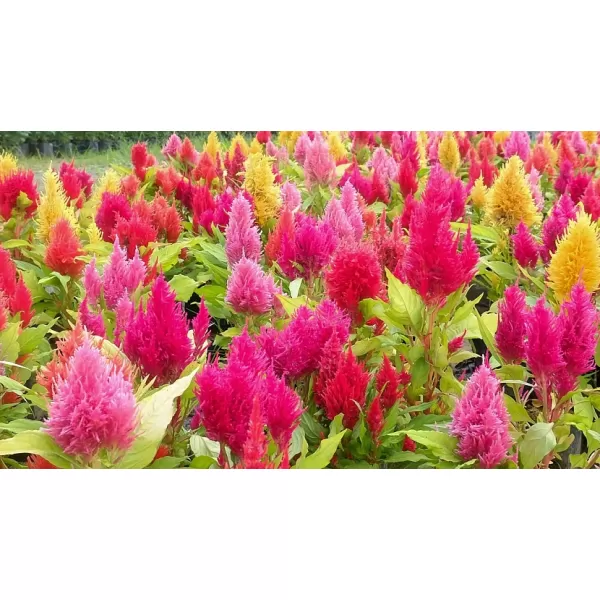 Celosia - Nevadlec