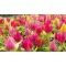 Celosia - Nevadlec