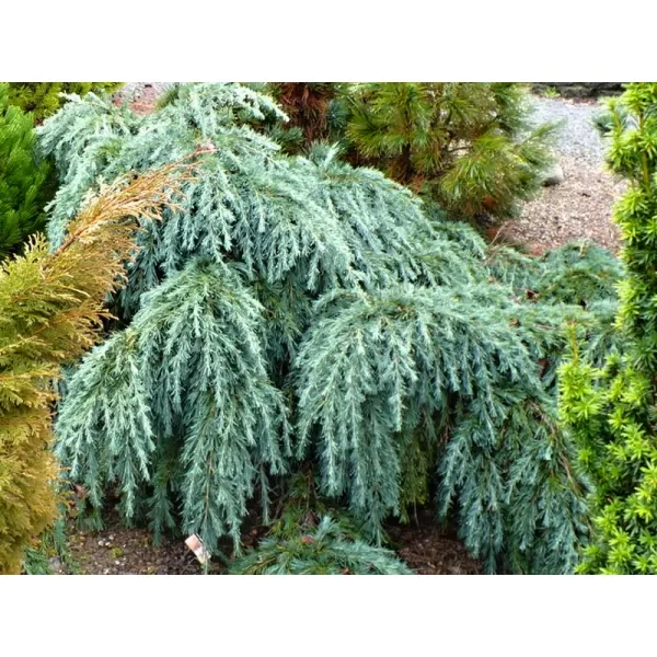 Cedrus deodara 'Feelin' Blue' km40 C5L