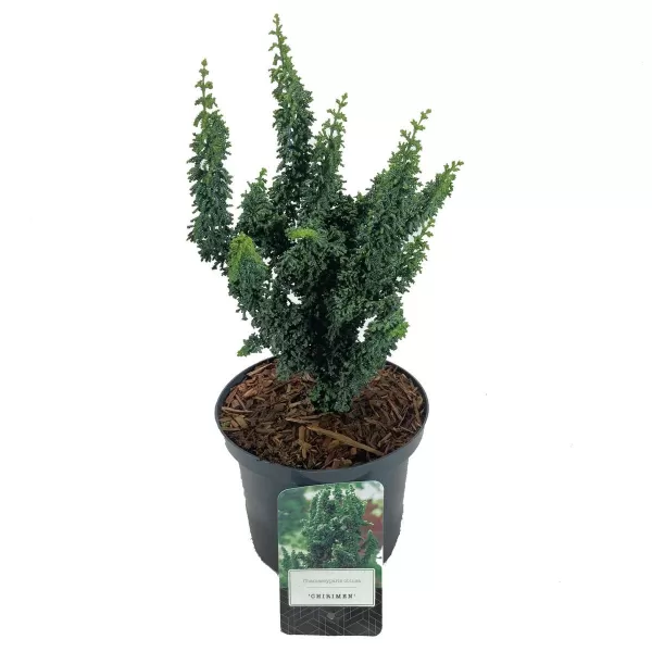 Chamaecyparis obtusa 'Chiriman' 20-25 C2,5L