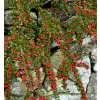 Cotoneaster dammeri C5L