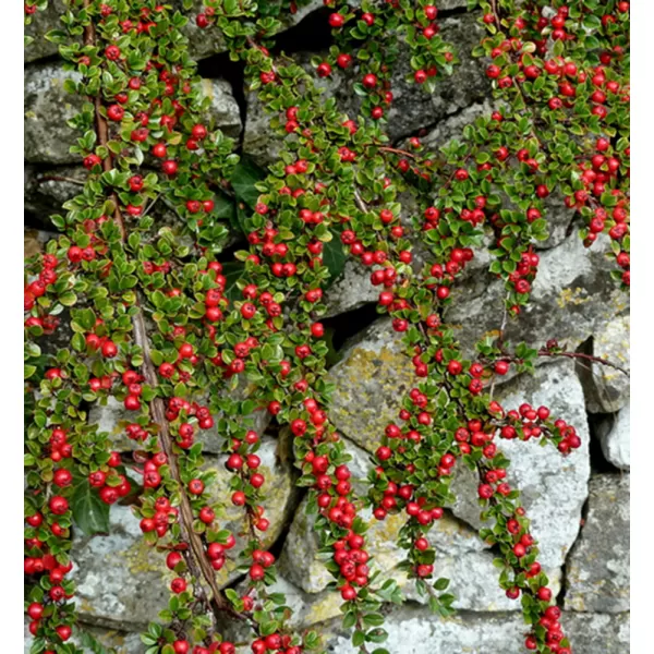 Cotoneaster dammeri C5L