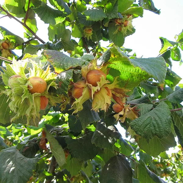 Corylus "Tonda di Giffone" 30-40 RP2L