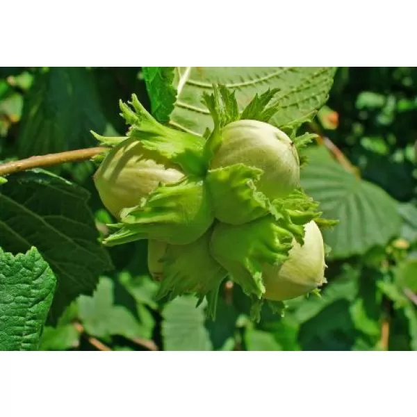 Corylus "Tonda Romana" 30-40 RP2L