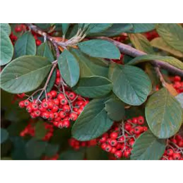 Cotoneaster lacteus 30-40 C1L