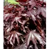 Acer plat. Crimson Sentry km920 C 7,5L
