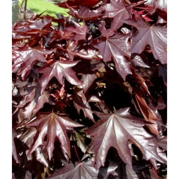 Acer plat. Crimson Sentry km920 C 7,5L