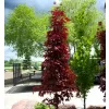 Acer plat. Crimson Sentry km920 C 7,5L