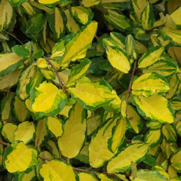 Elaeagnus pungens. 'Maculata' 20-30 C2L