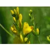 Genista tinctoria 20-30 C1L