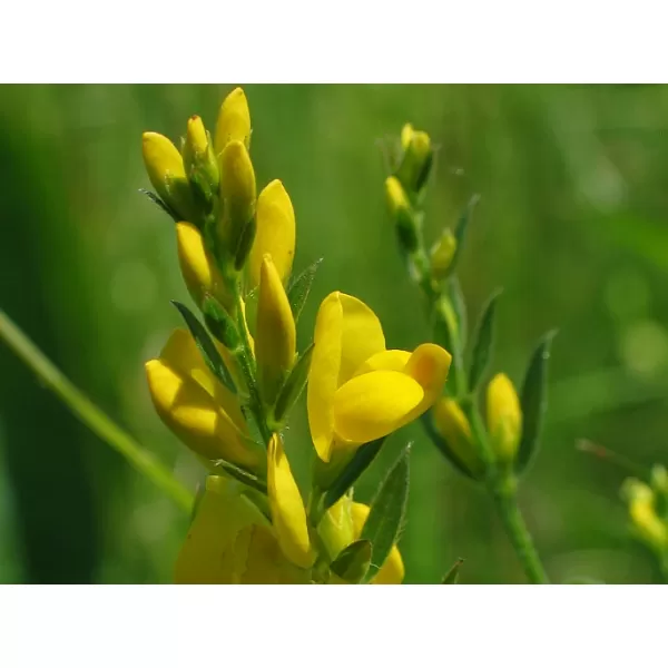 Genista tinctoria 20-30 C1L