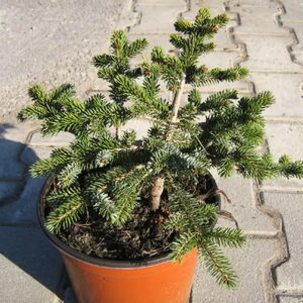 Picea omorika 100-125 vč.kontejneru