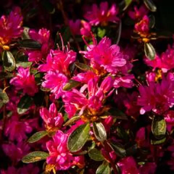 Azalea (J) 'Amoena' 20-30 C3L