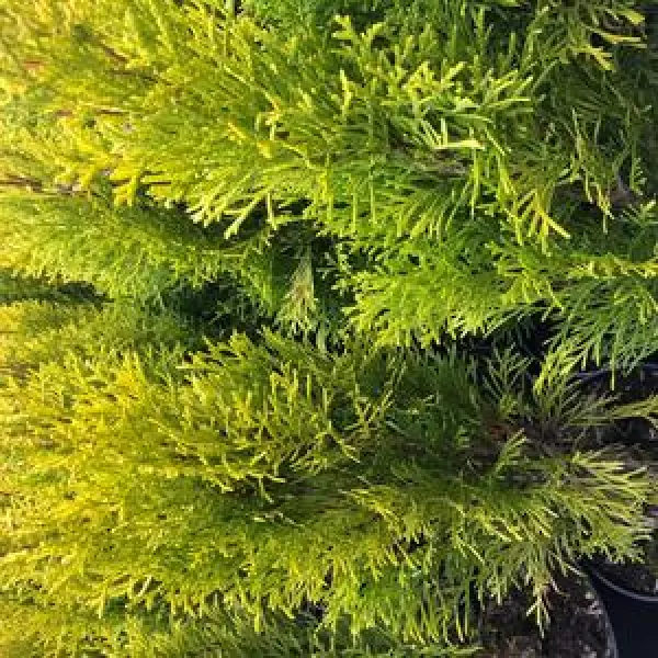Thuja occ. Sunkist 30-40 C5L