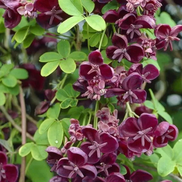 Akebia quinata 60/+ RP 2 L
