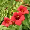 Campsis radicans 'Flamenco' 80/+ RP 2 L