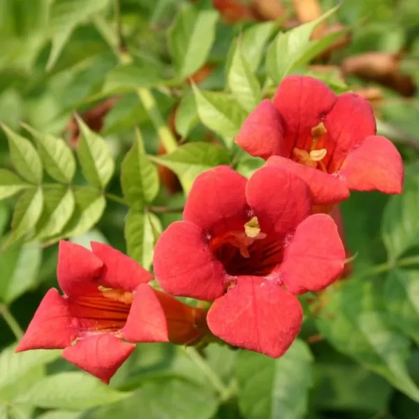 Campsis radicans 'Flamenco' 80/+ RP 2 L