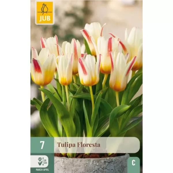 Karta - Tulipán - Floresta (7 cibulí) "C"