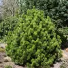 Pinus leucodermis 'Compact Gem' C5L