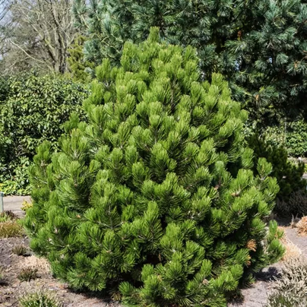 Pinus leucodermis 'Compact Gem' C5L