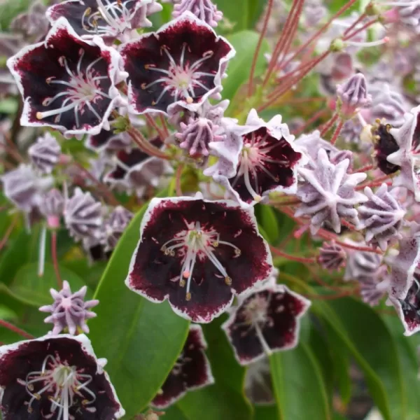 Kalmia lat. 'Mitternacht Starlike' 30-40 C 3 L