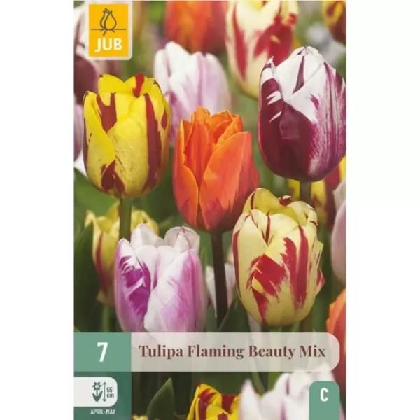 Tulipán- Flaming Beauty Mix (10cibulí "C"