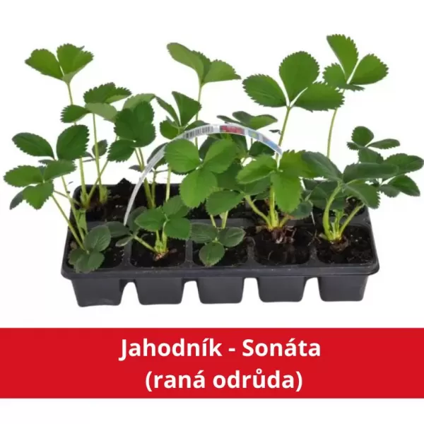 Jahodník - Sonáta (raná odrůda)
