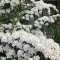 Spiraea nipponica 'Snowmound' 20-30 VKR1,5L