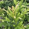 Sequoia sempervirens 'Adpressa' 25-30 C 2,5 L