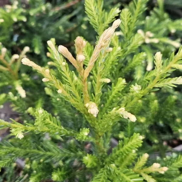 Sequoia sempervirens 'Adpressa' 25-30 C 2,5 L