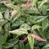 Leucothoe walteri 'Rainbow' 20-30 VKR3L