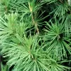 Sciadopitys verticillata 30-40 C 2,5 L