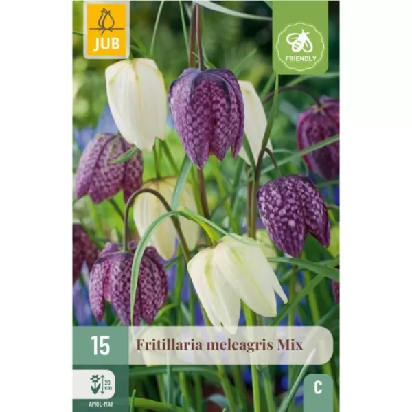 Karta - Řepčík - Fritillaria Meleagris (15 cibulí) "C"