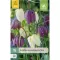 Karta - Řepčík - Fritillaria Meleagris (15 cibulí) "C"