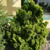 Chamaecyparis obtusa 'Aurora' C5L