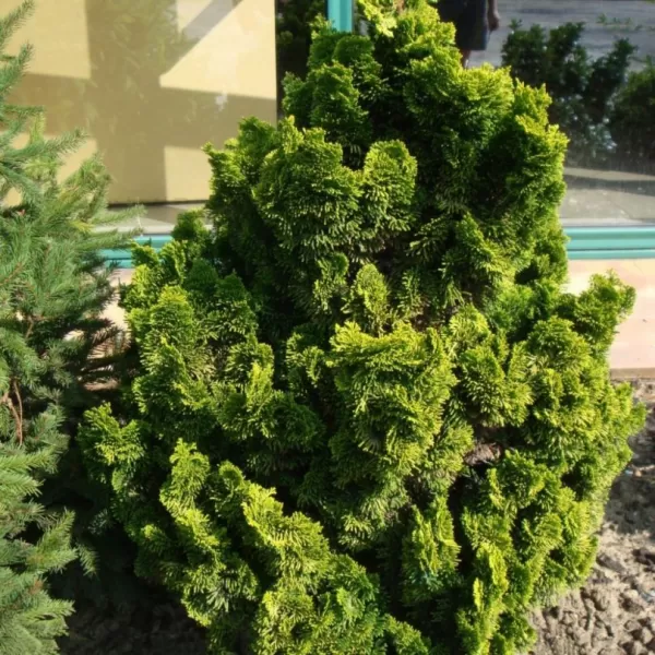 Chamaecyparis obtusa 'Aurora' C5L
