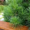 Sciadopitys verticillata 30-40 C 2,5 L