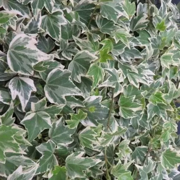 Hedera helix 'White Ripple' 60/+ RP 2 L