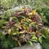 Leucothoe walteri 'Rainbow' 20-30 VKR3L