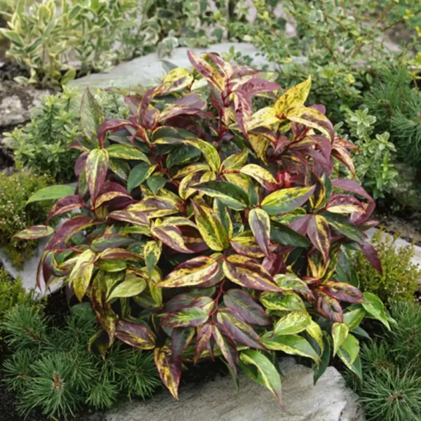 Leucothoe walteri 'Rainbow' 20-30 VKR3L