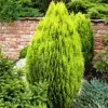 Thuja orientalis 'Aurea Nana' 20-25 C 2,5 L