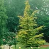 Cedrus deodara 'Aurea' 40-60 C 5 L