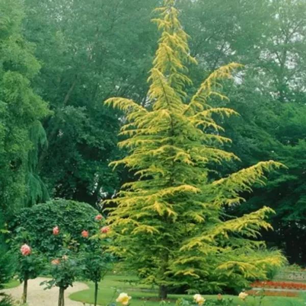 Cedrus deodara 'Aurea' 40-60 C 5 L
