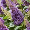 Buddleja davidii 'Candy Little Lila'® 30–40 VKR4L