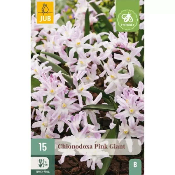 Karta - Ladonička - Chionodoxa Pink Giant (15 cibulí) "B"
