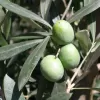 Olea europaea km.50cm C 3 L