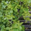 Celastrus orbiculatus 'Hermaphroditus' 60/+ RP 2 L
