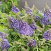 Buddleja davidii 'Candy Lila Sweet'® 20–30 VKR2L